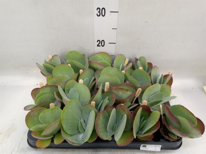 <h4>Kalanchoe NF thyrsiflora</h4>