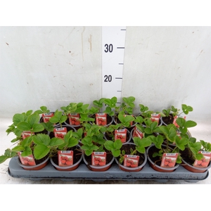 Fragaria ananassa 'Elsanta'
