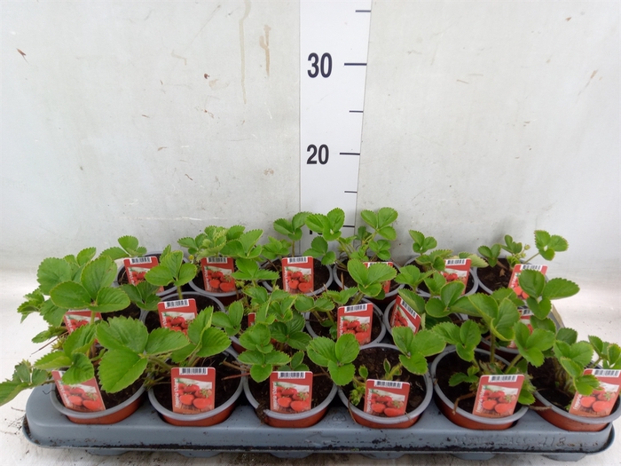 <h4>Fragaria ananassa 'Elsanta'</h4>