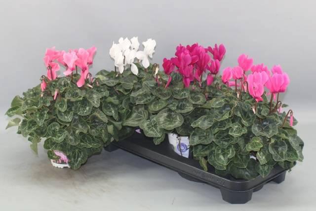 <h4>CYCL GR SUP XL</h4>