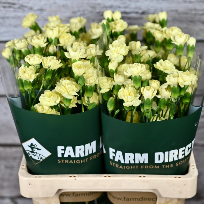 <h4>Di Tr Caesar Yellow</h4>