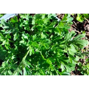 Artemisia absinthium