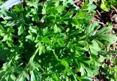 <h4>Artemisia absinthium</h4>