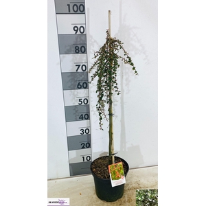 COTON S CORAL BEAUTY