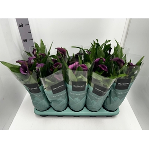 Zantedeschia Paco 12Ø 35cm 5fl