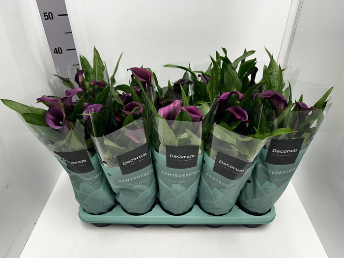 Zantedeschia Paco 12Ø 35cm 5fl