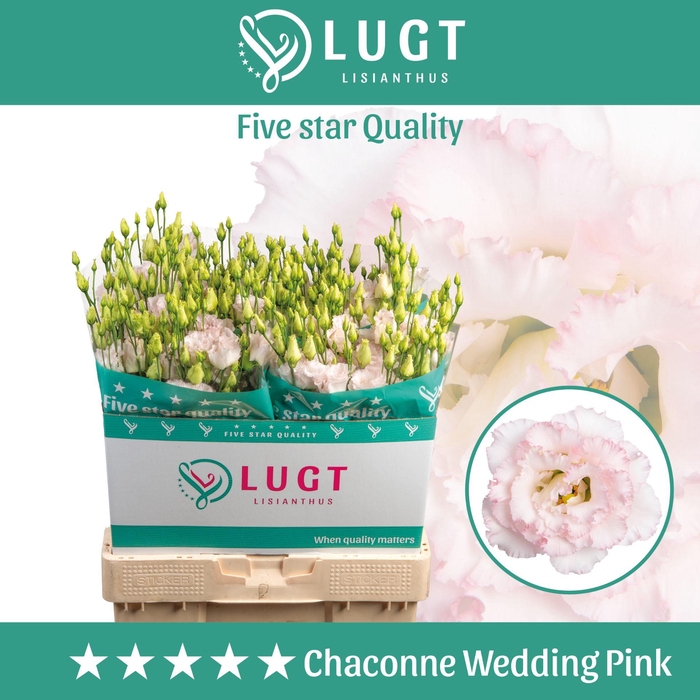 <h4>Lisianthus Wedding Pink</h4>