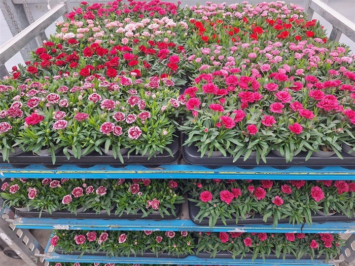 arr8 Dian Mixkar 7kl 1 Kleur Per Tray