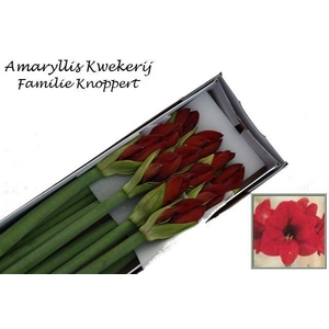 HIPP GA RED LION x 12