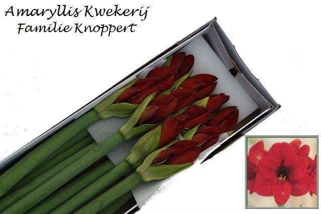 <h4>HIPP GA RED LION x 12</h4>