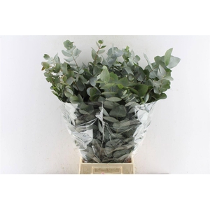 EUCALYPTUS 'CINEREA'