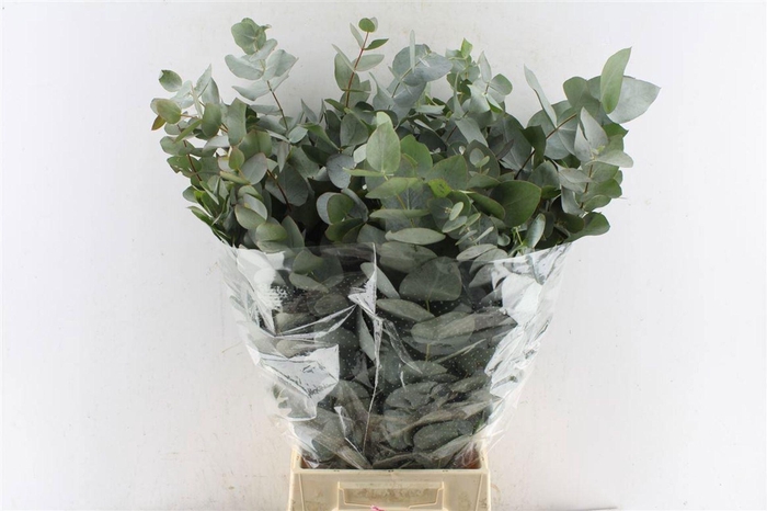 <h4>EUCALYPTUS 'CINEREA'</h4>