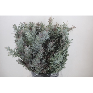 Mimosa Baleana P Bunch
