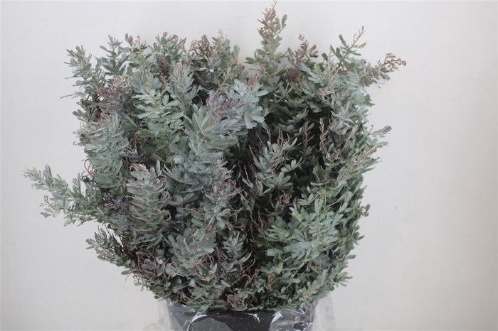 <h4>Mimosa Baleana P Bunch</h4>
