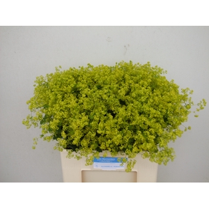 ALCHEM M ROBUSTICA