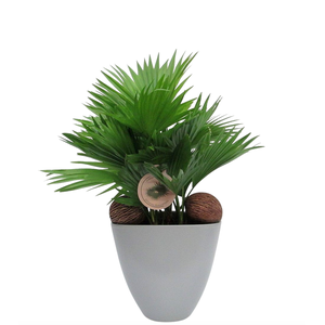 Livistona rotundifolia in avani pot