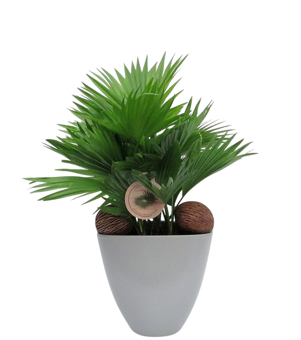 <h4>Livistona rotundifolia in avani pot</h4>