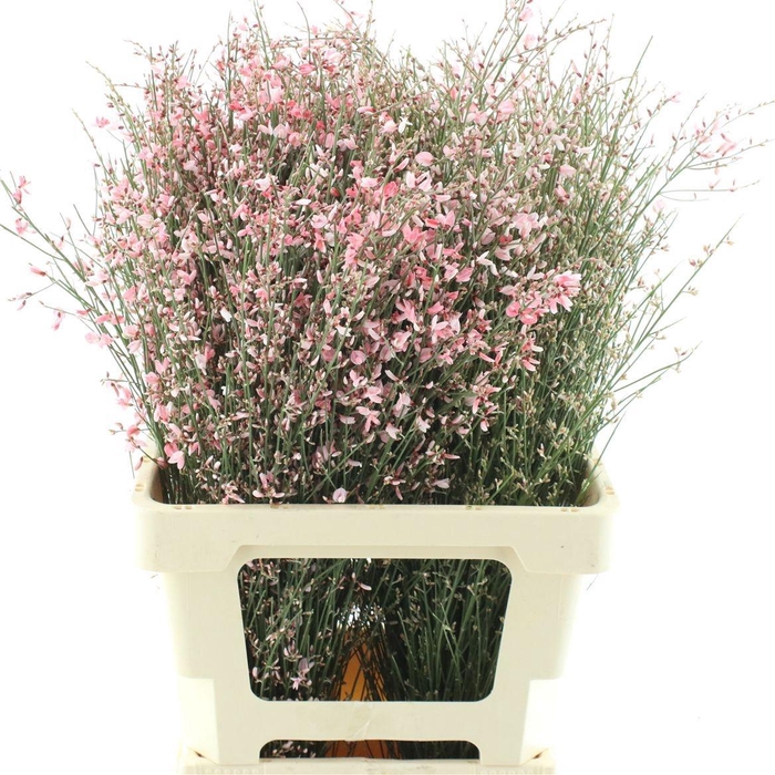 <h4>GENISTA KLB BS H%</h4>