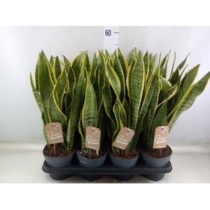 Sansevieria trifa. 'Laurentii'