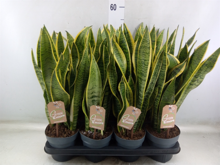 <h4>Sansevieria trifa. 'Laurentii'</h4>