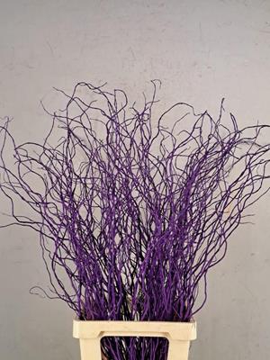 <h4>Salix Tortuosa D.lilac</h4>