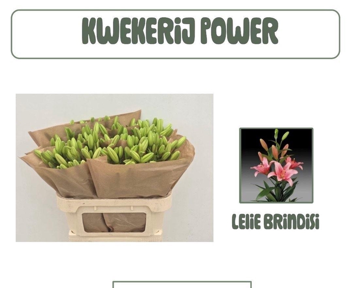 <h4>LI LA BRINDISI</h4>