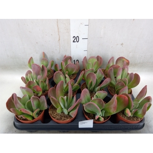 Kalanchoe NF   ...