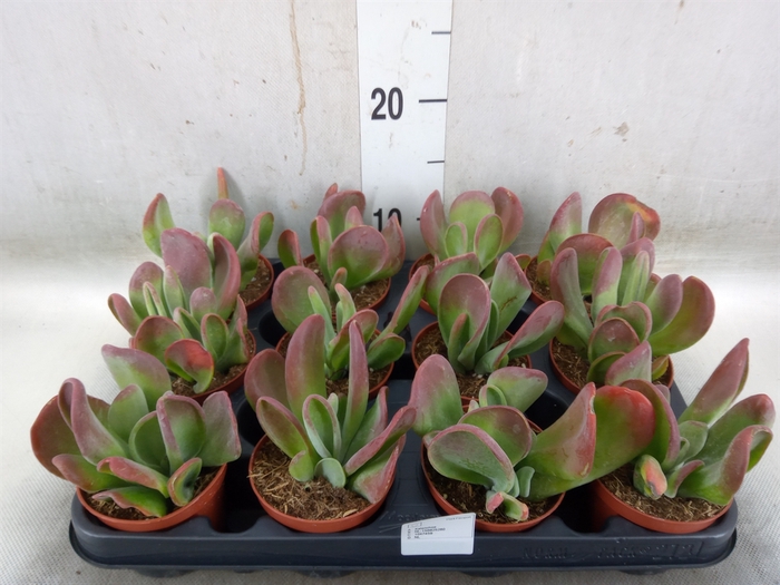<h4>Kalanchoe NF   ...</h4>