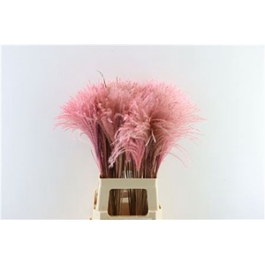 Dried Stipa Feather L. Pink P Stem