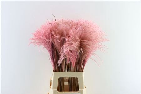 Dried Stipa Feather L. Pink P Stem
