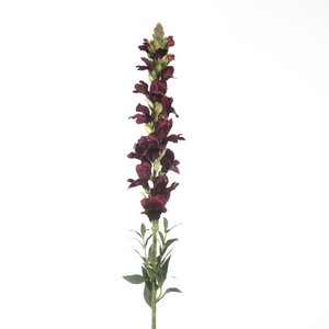 Af Antirrhinum L81cm Red