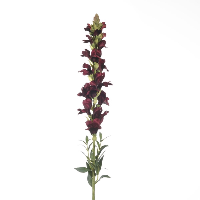 <h4>Af Antirrhinum L81cm Red</h4>