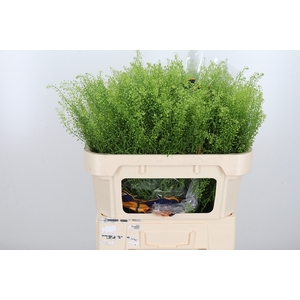 Lepidium Green Bell