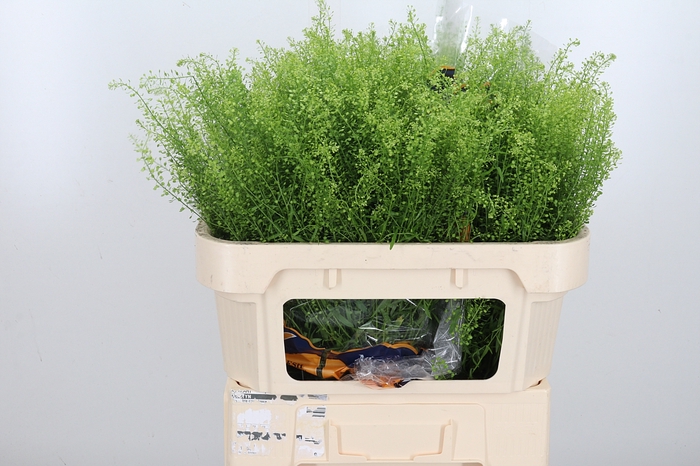 <h4>Lepidium Green Bell</h4>