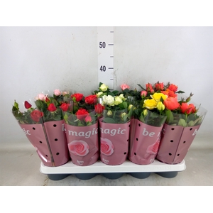 Rosa  'Beau Monde'   ...mix