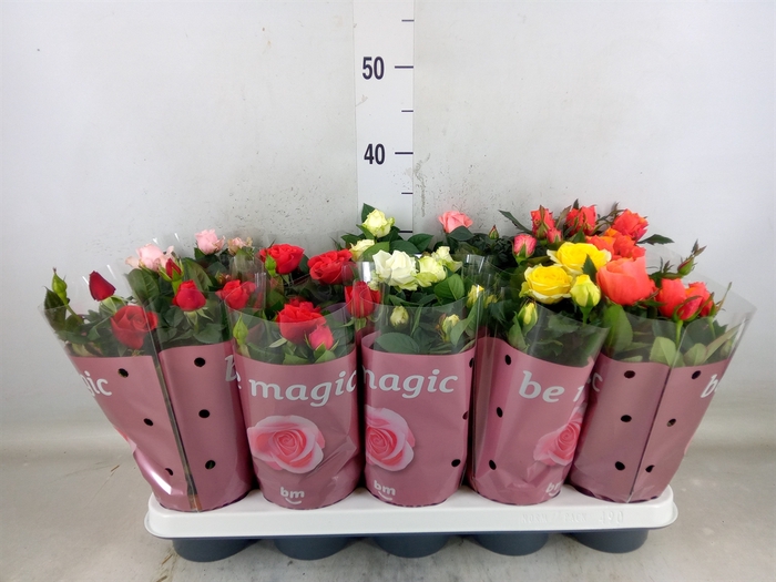 <h4>Rosa  'Beau Monde'   ...mix</h4>