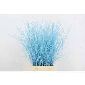 Betula Bs Paint Light Blue