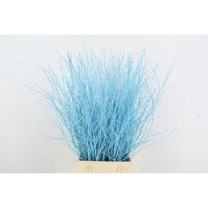 Betula Bs Paint Light Blue