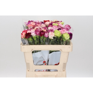 Dianthus St Rainbow Mix 50cm