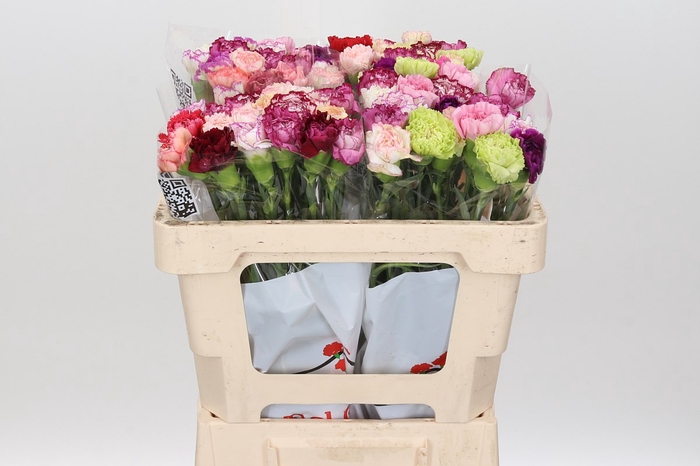 Dianthus St Rainbow Mix 50cm