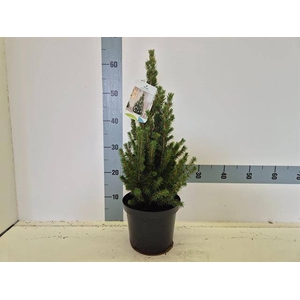 PICEA GL CONICA