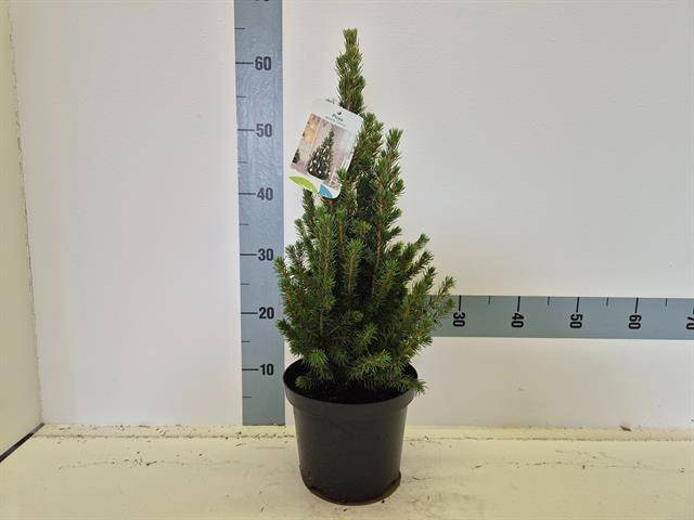 <h4>PICEA GL CONICA</h4>