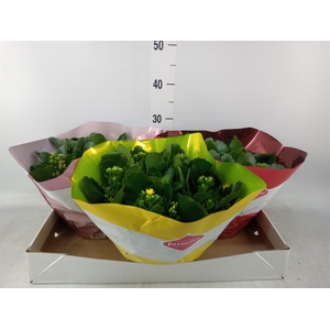 Kalanchoe blos.   ..mix 5