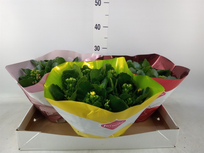 <h4>Kalanchoe blos.   ..mix 5</h4>