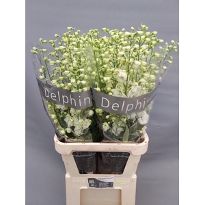 DELPH DU CENT WHITE