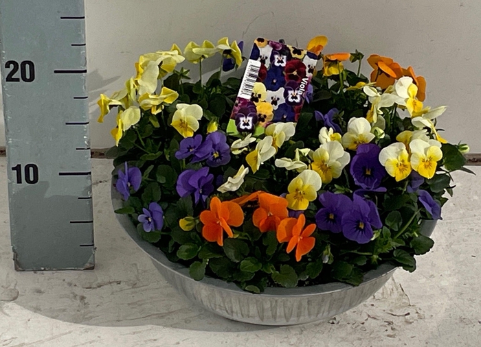 <h4>VIO CO SOR XP GEM</h4>