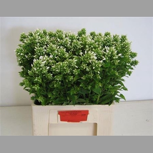 Phlox P Icecap