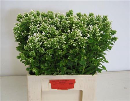 <h4>Phlox P Icecap</h4>