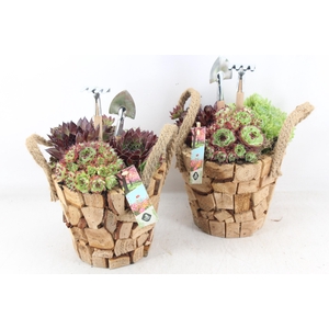 arr4 Semp JS - Hout pot nature oor