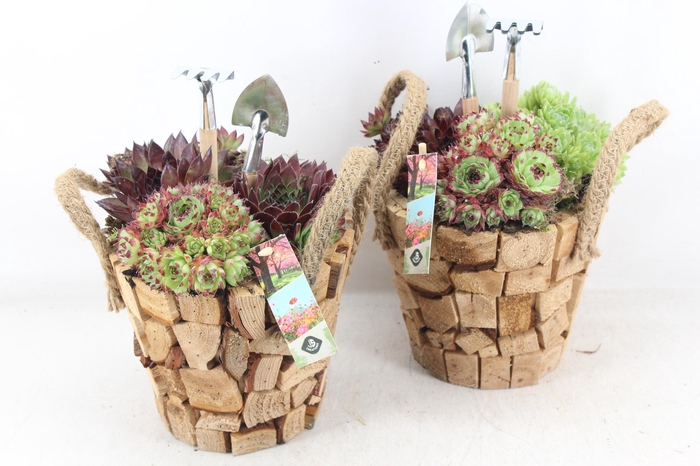 <h4>arr4 Semp JS - Hout pot nature oor</h4>